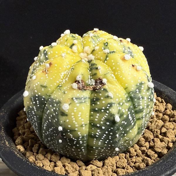 サボテン：アストロフィツム 瑠璃兜丸錦*幅5cm 現品！一品限り ※傷