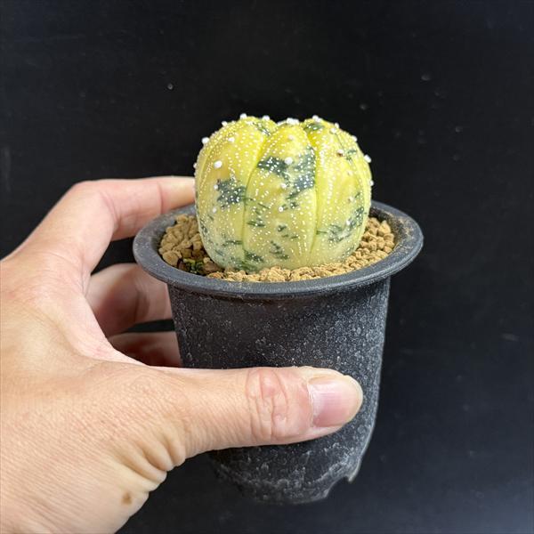 サボテン：アストロフィツム 瑠璃兜丸錦*幅5cm 現品！一品限り ※傷