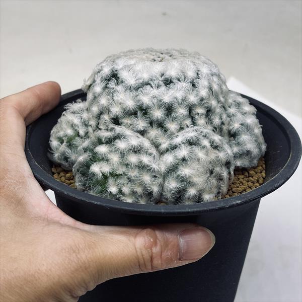 サボテン：マミラリア 白星*幅10cm : 遊恵盆栽 Yahoo!店 - 通販