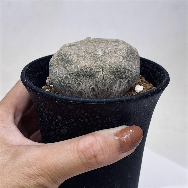 多肉植物:プセウドリトス クビフォルミス*幅6cm 現品!一品 多肉植物:プセウドリトス クビフォルミス*幅6cm 現品!一品
