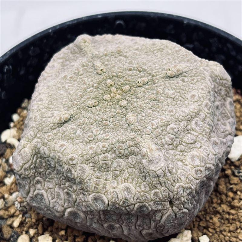 多肉植物：プセウドリトス クビフォルミス*幅6cm 現品！一品限り