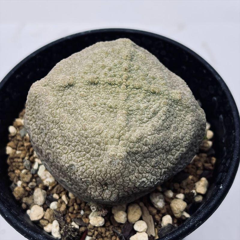 多肉植物：プセウドリトス クビフォルミス*幅6cm 現品！一品限り