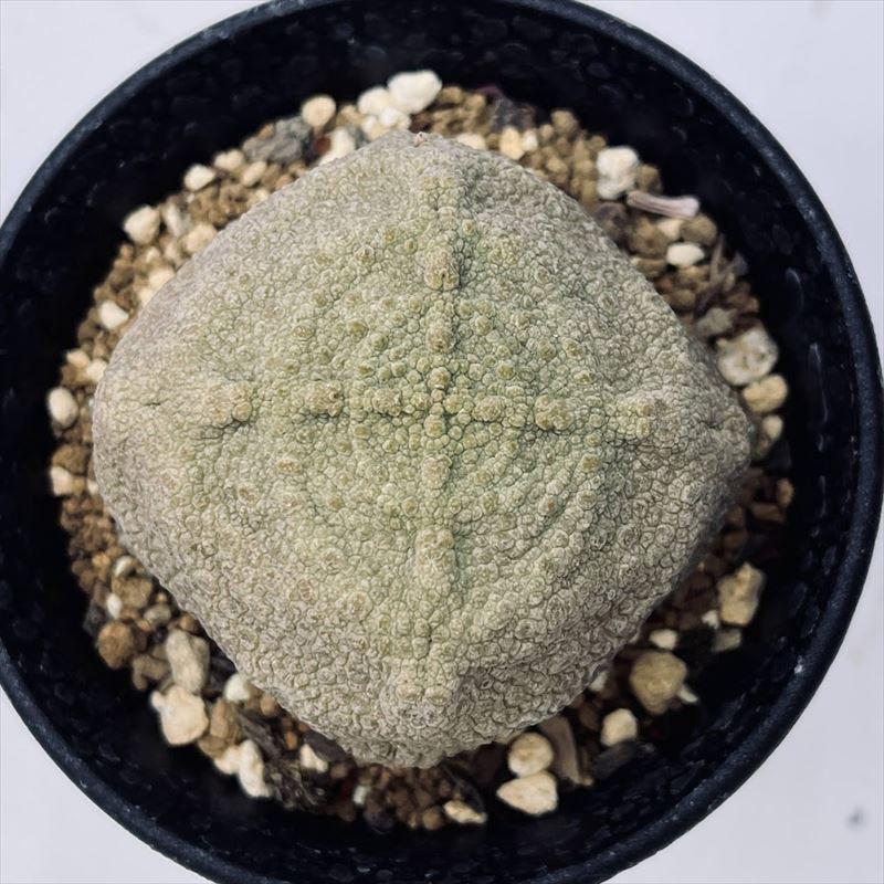 多肉植物：プセウドリトス クビフォルミス*幅6cm 現品！一品限り
