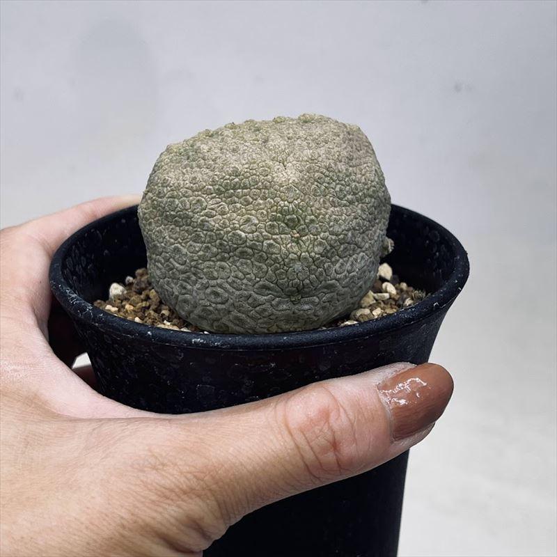 多肉植物：プセウドリトス クビフォルミス*幅6cm 現品！一品限り