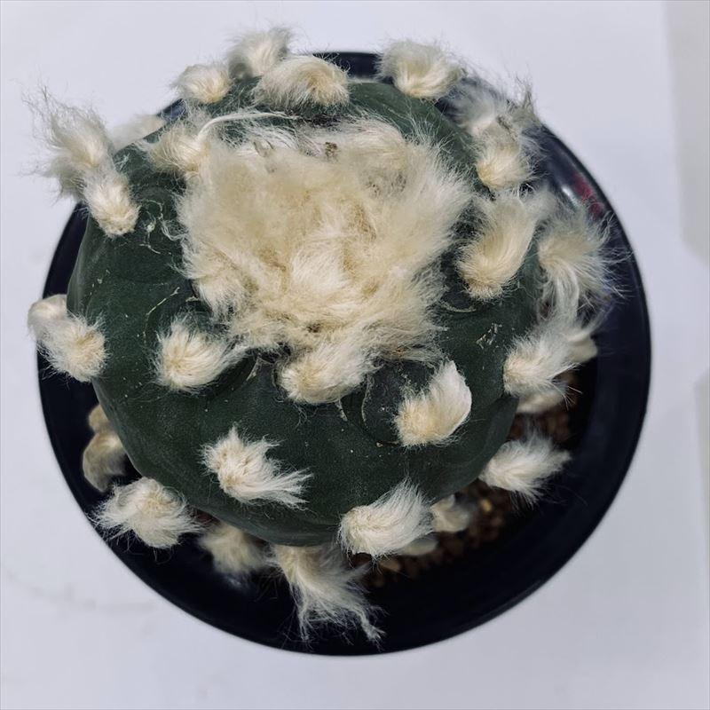 サボテン：ロフォフォラ ディフューサ 翠冠玉 自根 L*幅6.5cm