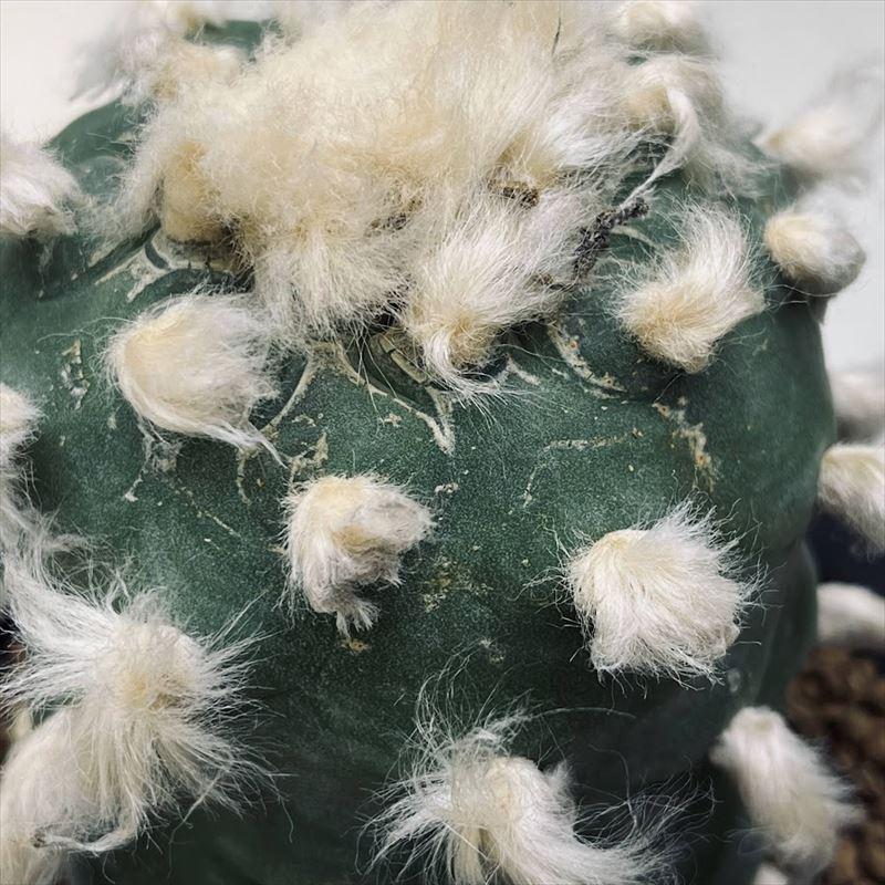 サボテン：ロフォフォラ ディフューサ 翠冠玉 自根 L*幅6.5cm ※肌に