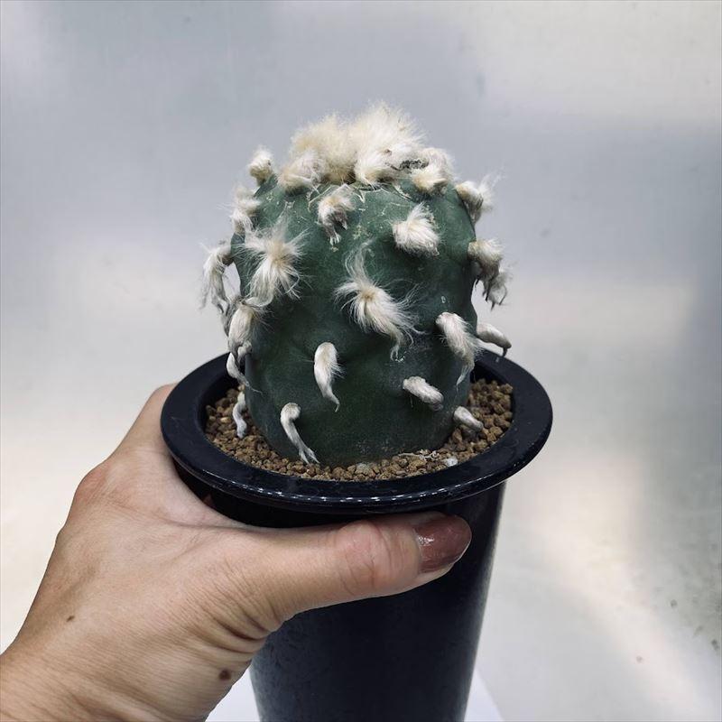 サボテン:ロフォフォラ ディフューサ 翠冠玉 自根 L*幅6.5cm サボテン:ロフォフォラ ディフューサ 翠冠玉 自根 L*幅6.5cm