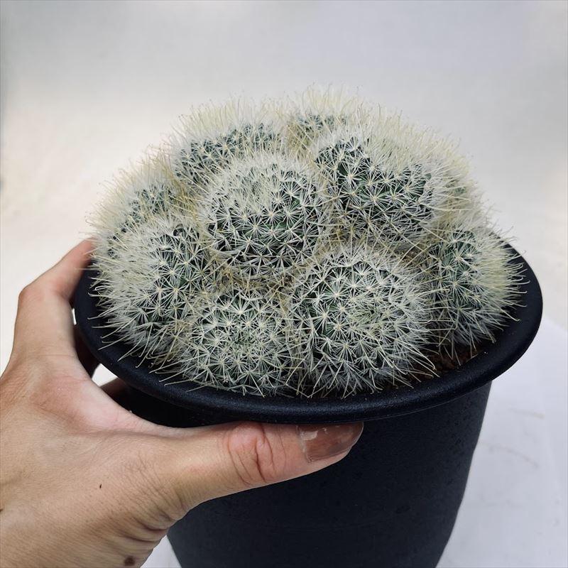 サボテン：マミラリア ナザセンシス 群生*幅14cm 現品！一品限り