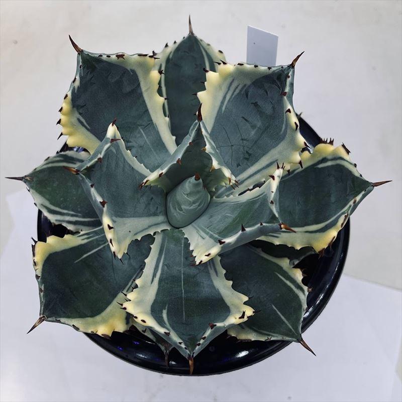 多肉植物：アガベ 甲蟹錦（カブトガニニシキ）*幅15cm 現品！一品