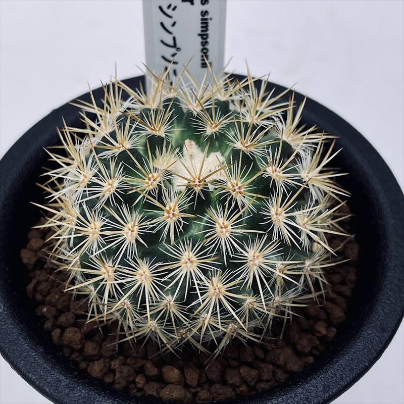 サボテン：ペディオカクタス シンプソニー ミノール*幅4.5cm 現品