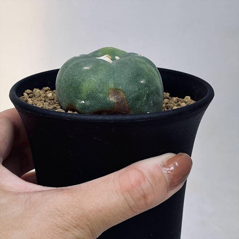 サボテン：ロフォフォラ 銀冠玉錦*幅4.5cm 現品！一品限り ※傷あり