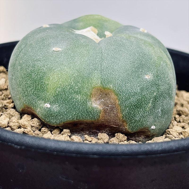 サボテン：ロフォフォラ 銀冠玉錦*幅4.5cm 現品！一品限り ※傷あり