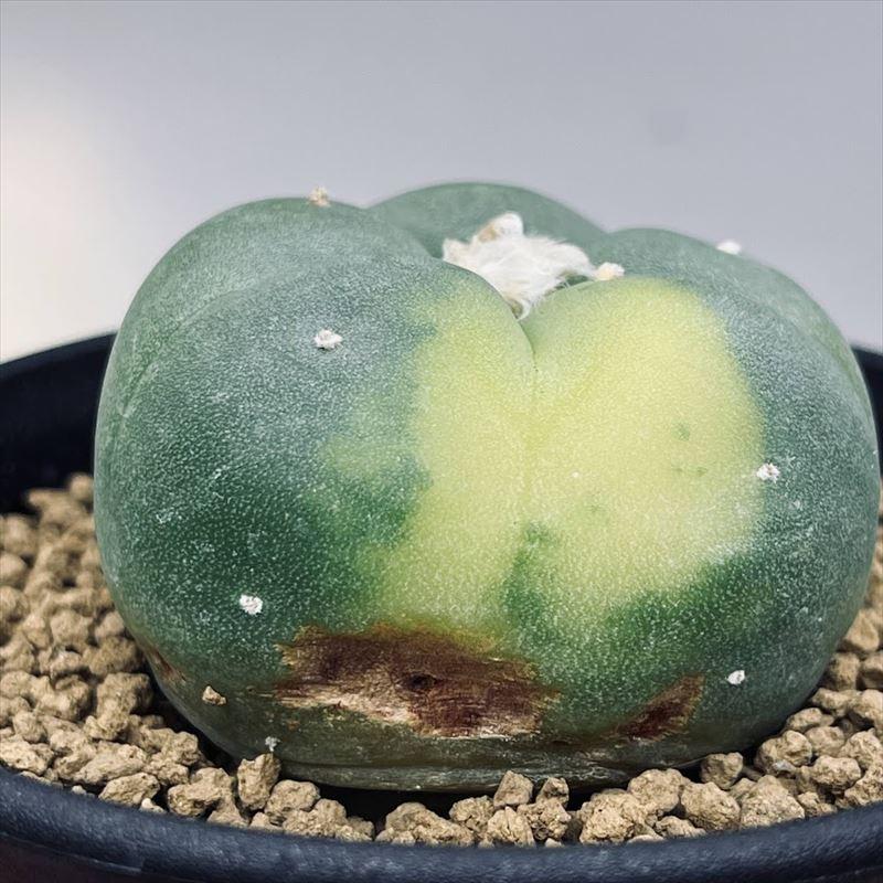 サボテン：ロフォフォラ 銀冠玉錦*幅4.5cm 現品！一品限り ※傷