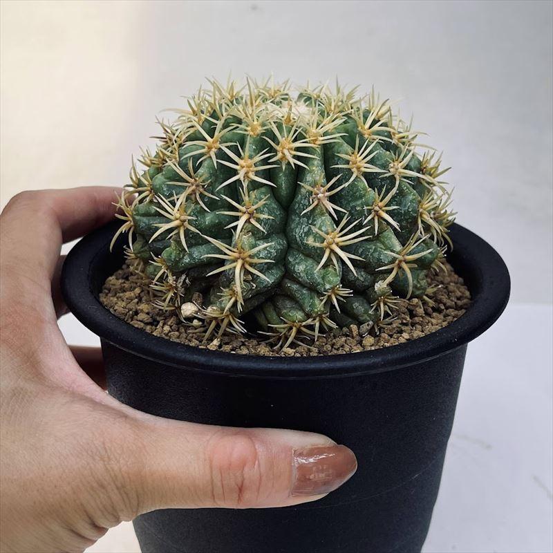 サボテン:エキノカクタス 鷲爪金鯱 実生*幅8.5cm 現品!一品 サボテン:エキノカクタス 鷲爪金鯱 実生*幅8.5cm 現品!一品