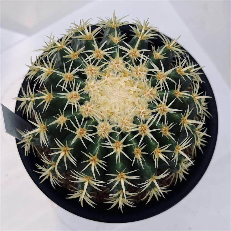 サボテン 約5cm〜10cm サボテン：エキノカクタス 鷲爪金鯱 実生*幅10cm 現品！一品限り