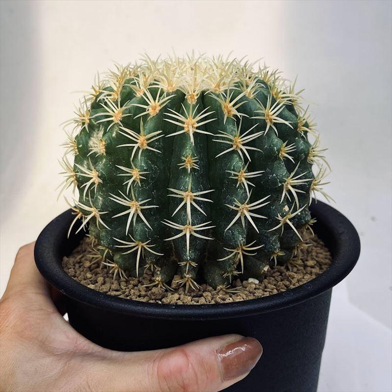 サボテン：エキノカクタス 鷲爪金鯱 実生*幅10cm 現品！一品限り