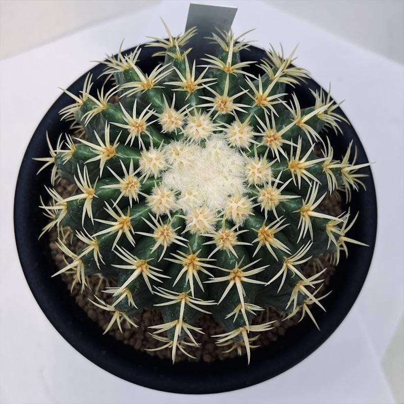 サボテン：エキノカクタス 鷲爪金鯱 実生*幅9.5cm 現品！一品限り