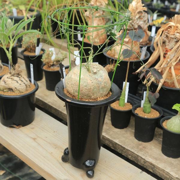 塊根植物：アデニア リンデニー*塊幅10cm 現品 一品限り : 遊恵盆栽
