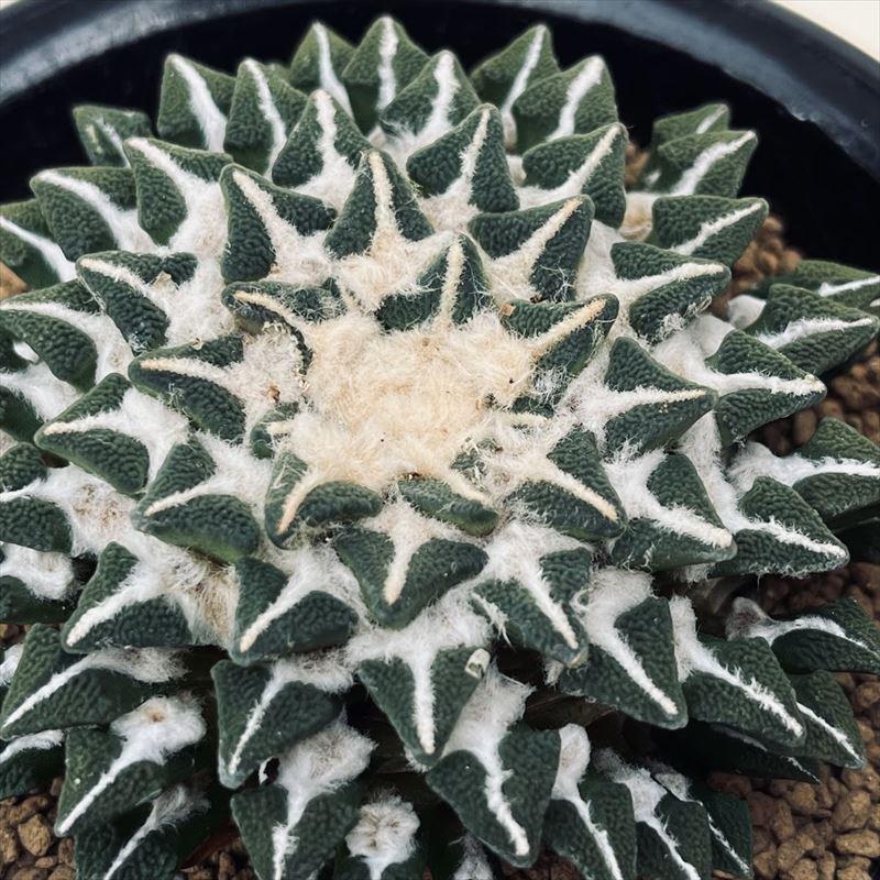 サボテン：アリオカルプス 黒牡丹 実生*幅8.5cm 現品 一品限り