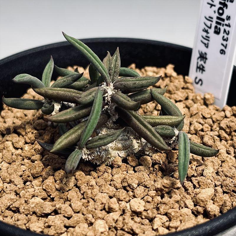 多肉植物：ユーフォルビア キリンドリフォリア 実生*S 幅5cm : 遊恵
