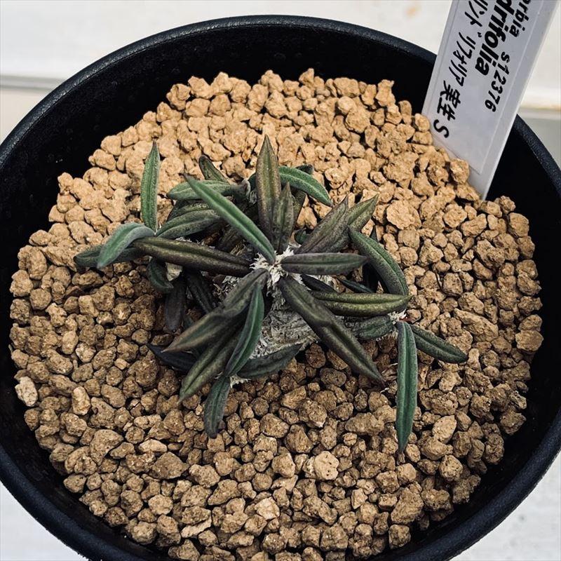 多肉植物：ユーフォルビア キリンドリフォリア 実生*S 幅5cm : 遊恵