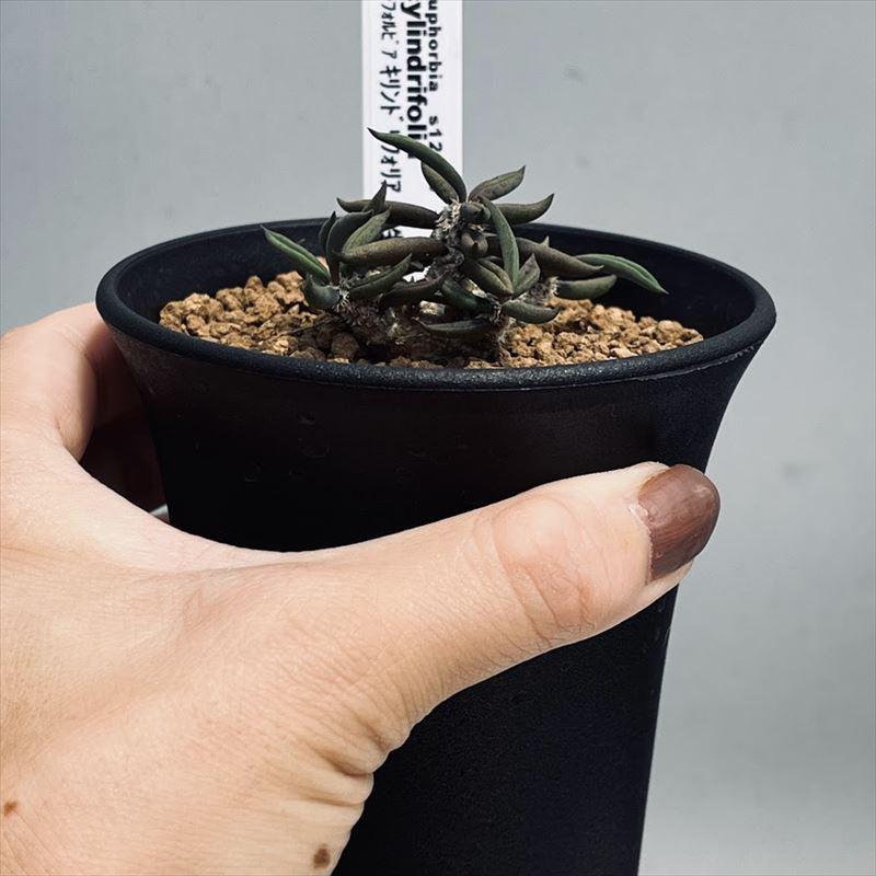 多肉植物：ユーフォルビア キリンドリフォリア 実生*S 幅5cm : 遊恵