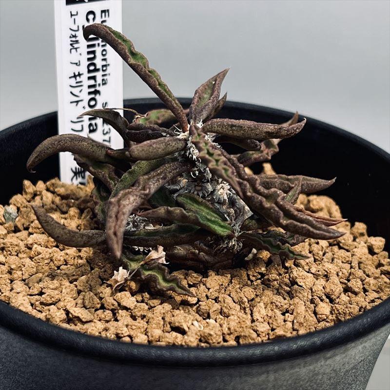 多肉植物：ユーフォルビア キリンドリフォリア 実生*M 幅6cm : 遊恵