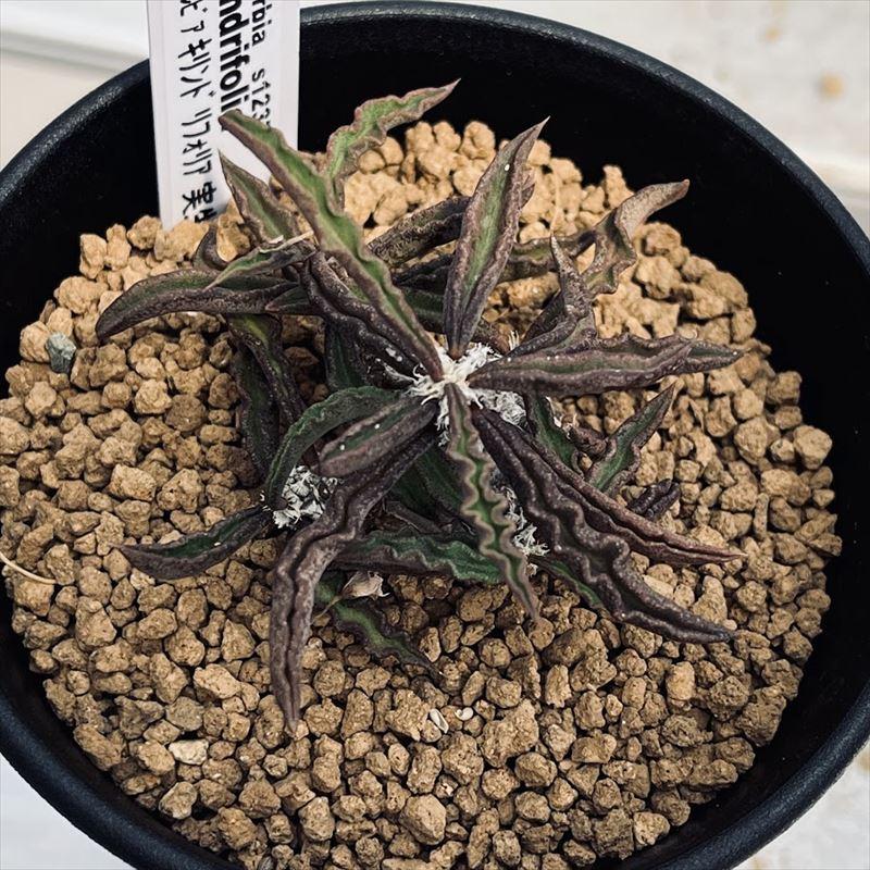 ユーフォルビア キリンドリフォリア ① ユーフォルビア キリンドリフォリア ①