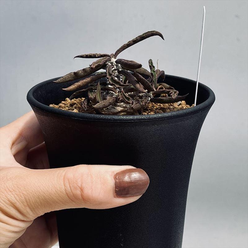 多肉植物：ユーフォルビア キリンドリフォリア 実生*M 幅6cm : 遊恵