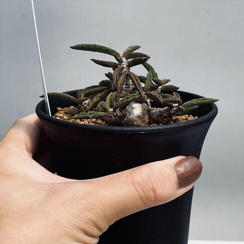 多肉植物:ユーフォルビア キリンドリフォリア 実生*L 幅8cm 多肉植物:ユーフォルビア キリンドリフォリア 実生*L 幅8cm