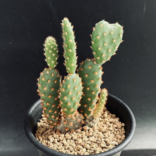 ウチワサボテン：レッドバニーカクタス*幅6cm : 遊恵盆栽 Yahoo!店