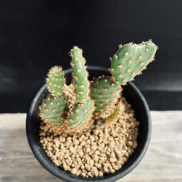 大量！！ウチワサボテン②③⑥⑧⑨⑩(11)(14)　 9/3カット 大量！！ウチワサボテン②③⑥⑧⑨⑩(11)(14) 9/3カット