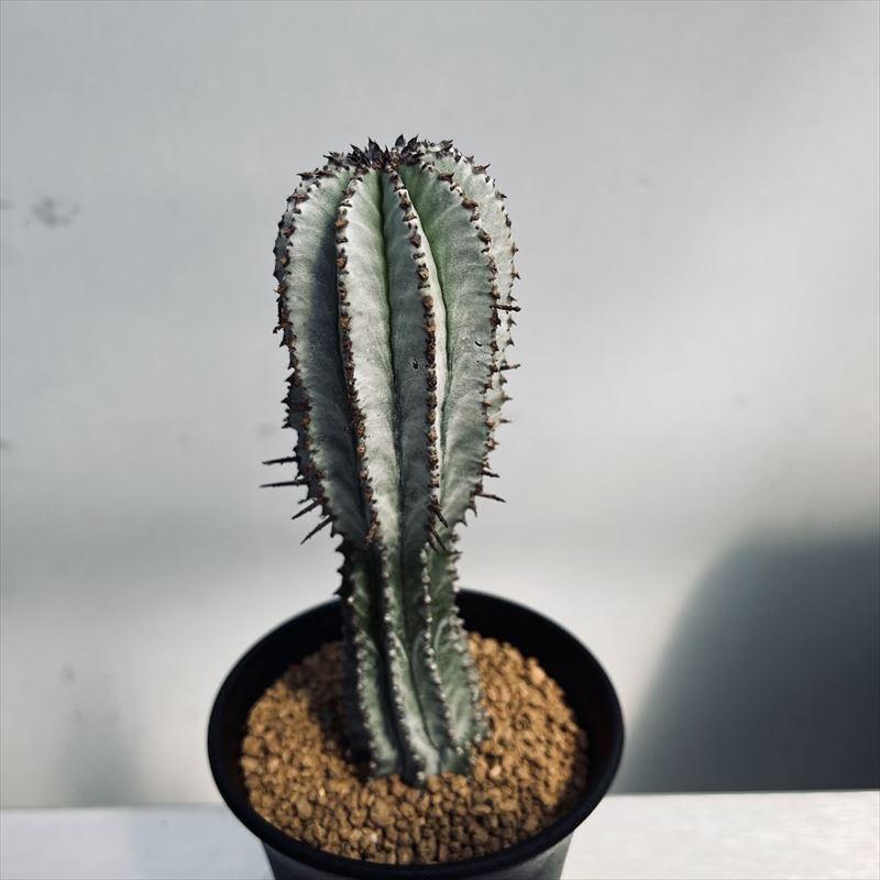 多肉植物：ユーフォルビア ホリダ*L 幅3.5cm : 遊恵盆栽 Yahoo!店