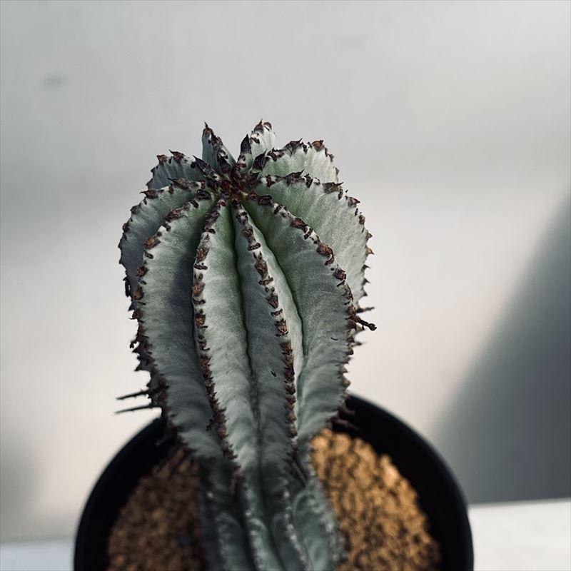 【観葉植物】ユーフォルビアホリダ ユーフォルビア ホリダ 多肉植物 4号/1個売り 花苗 お花 宿根草 多年草