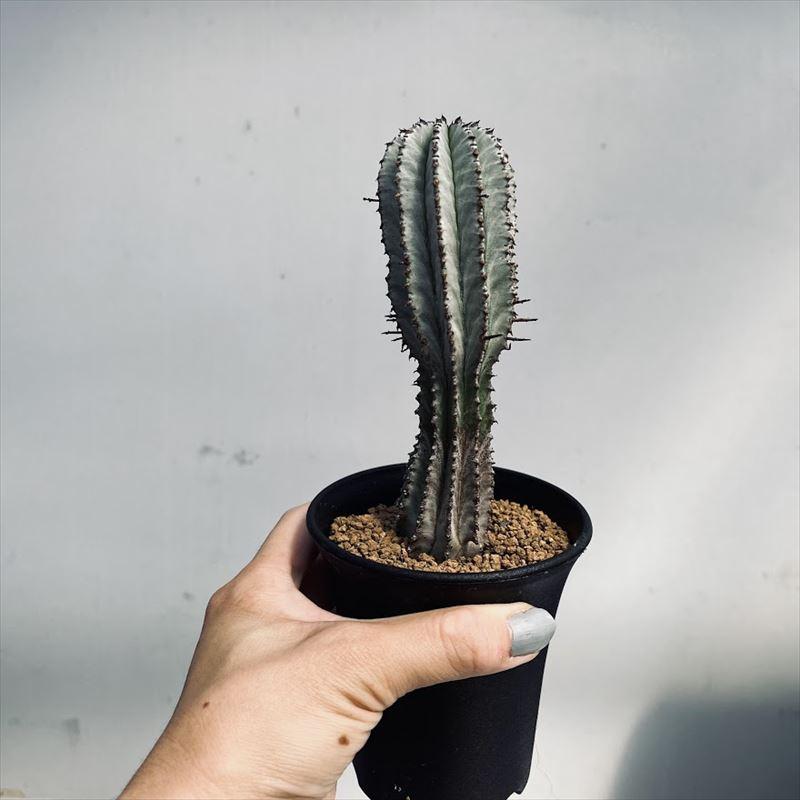 多肉植物：ユーフォルビア ホリダ*L 幅3.5cm : 遊恵盆栽 Yahoo!店