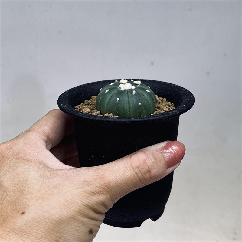 サボテン：アストロフィツム 瑠璃兜丸*S 幅3.5cm : 遊恵盆栽 Yahoo