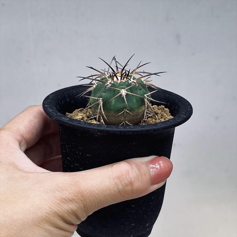 サボテン:ギムノカリキウム 天平丸 実生*幅3.5cm : 遊恵盆栽 サボテン:ギムノカリキウム 天平丸 実生*幅3.5cm : 遊恵盆栽