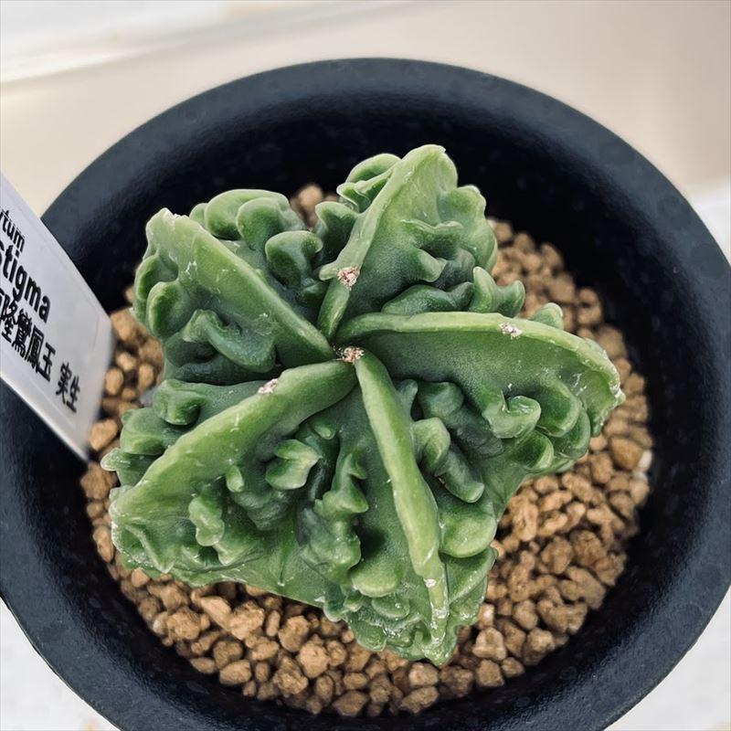 サボテン：複隆鸞鳳玉（ふくりゅうらんぽうぎょく）*幅5cm