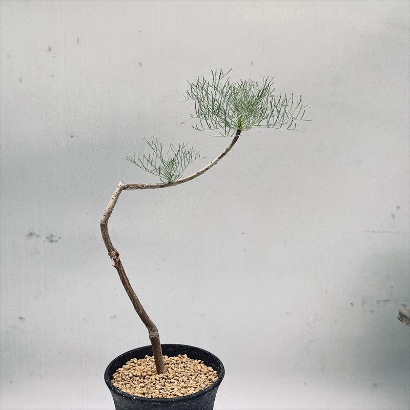 コーデックス:コミフォラ クラウセリアナ*幅14cm 現品!一品 コーデックス:コミフォラ クラウセリアナ*幅14cm 現品!一品