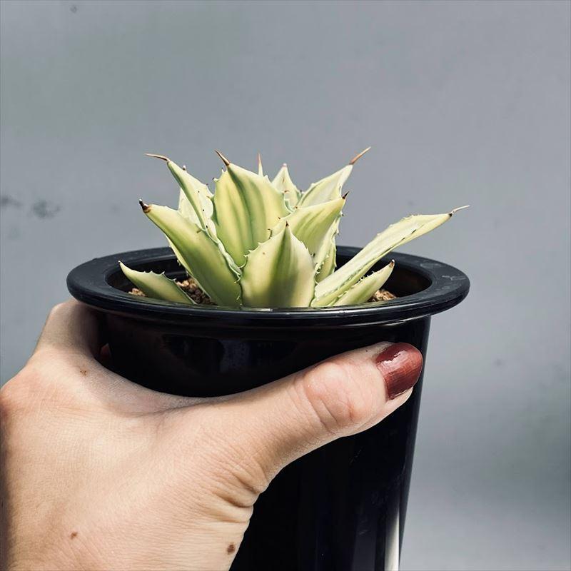 多肉植物：アガベ 楊貴妃*幅8cm 現品！一品限り : 遊恵盆栽 Yahoo!店