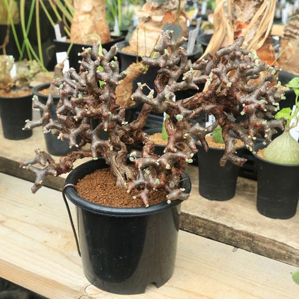 塊根植物：ペラルゴニウム ミラビレ*幅30cm 現品 一品限り