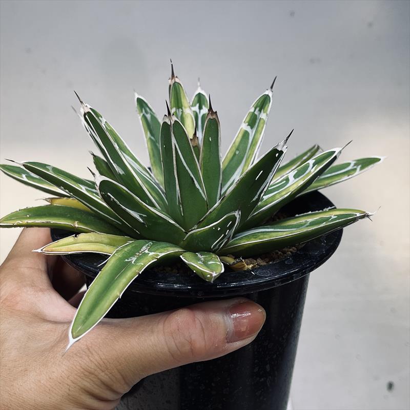 EMP アガベ 笹の雪 錦 大型 年季物 ドライガーデン EMP アガベ 笹の雪 錦 大型 年季物 ドライガーデン アガベ