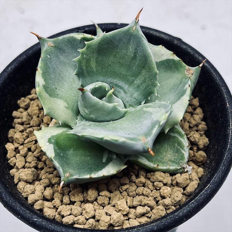多肉植物：アガベ 王妃雷神 白覆輪*幅5cm 現品！一品限り : 遊恵盆栽