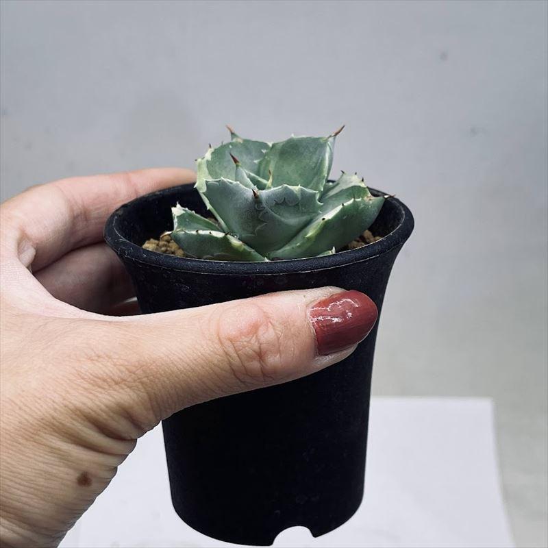 多肉植物：アガベ 王妃雷神 白覆輪*幅5cm 現品！一品限り : 遊恵盆栽