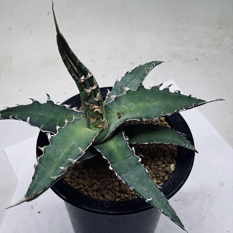 多肉植物：アガベ キシロナカンサ*幅18cm 現品！一品限り : 遊恵盆栽