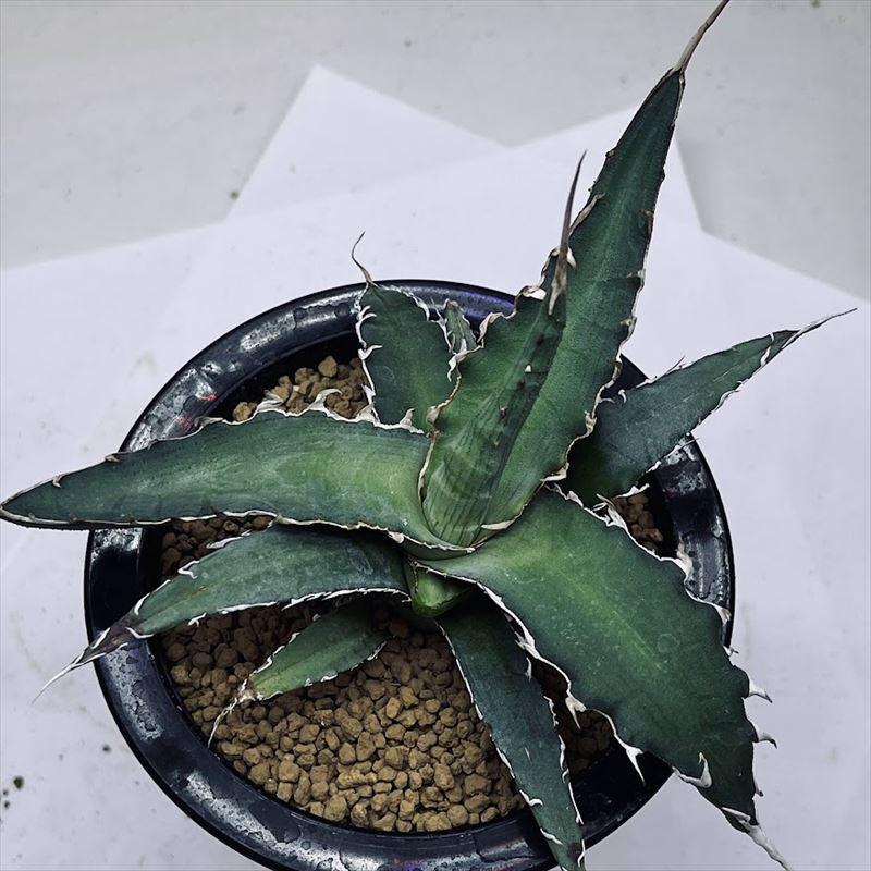 多肉植物：アガベ キシロナカンサ*幅15cm 現品！一品限り : 遊恵盆栽