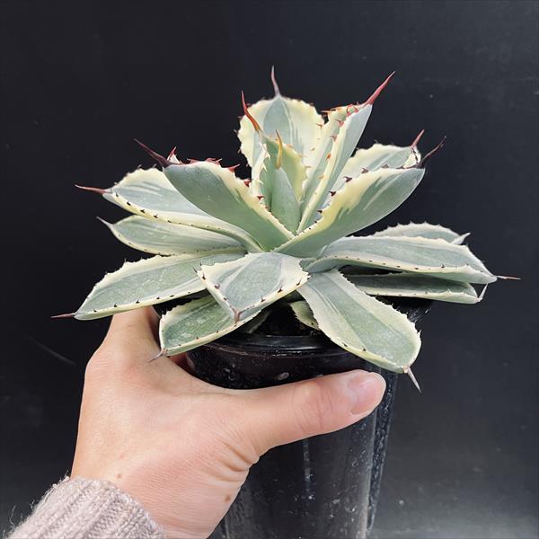 多肉植物:アガベ 吉祥冠錦 覆輪*M 幅16cm : 遊恵盆栽 Yahoo 多肉植物:アガベ 吉祥冠錦 覆輪*M 幅16cm : 遊恵盆栽 Yahoo