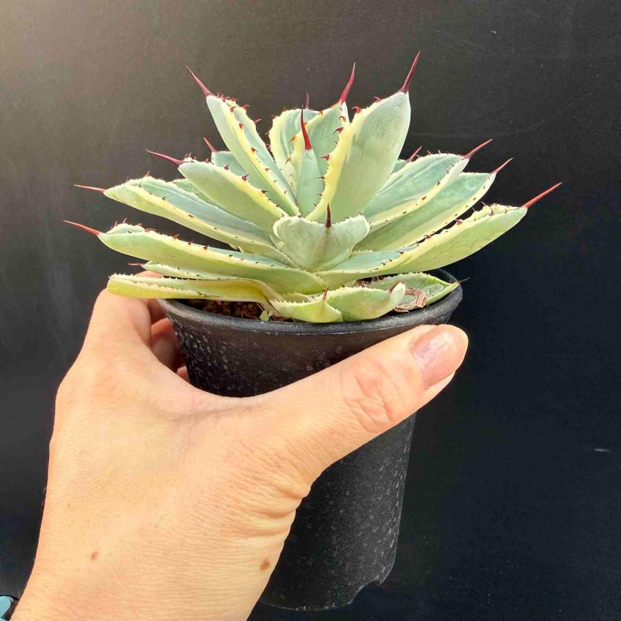 多肉植物：アガベ 吉祥冠錦 覆輪*M 幅10cm : 遊恵盆栽 Yahoo!店