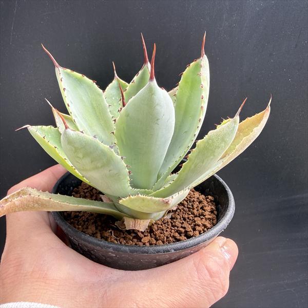 多肉植物：アガベ 吉祥冠錦 覆輪*M 幅10cm : 遊恵盆栽 Yahoo!店