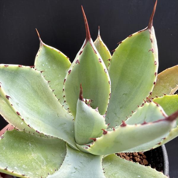 多肉植物：アガベ 吉祥冠錦 覆輪*M 幅10cm : 遊恵盆栽 Yahoo!店